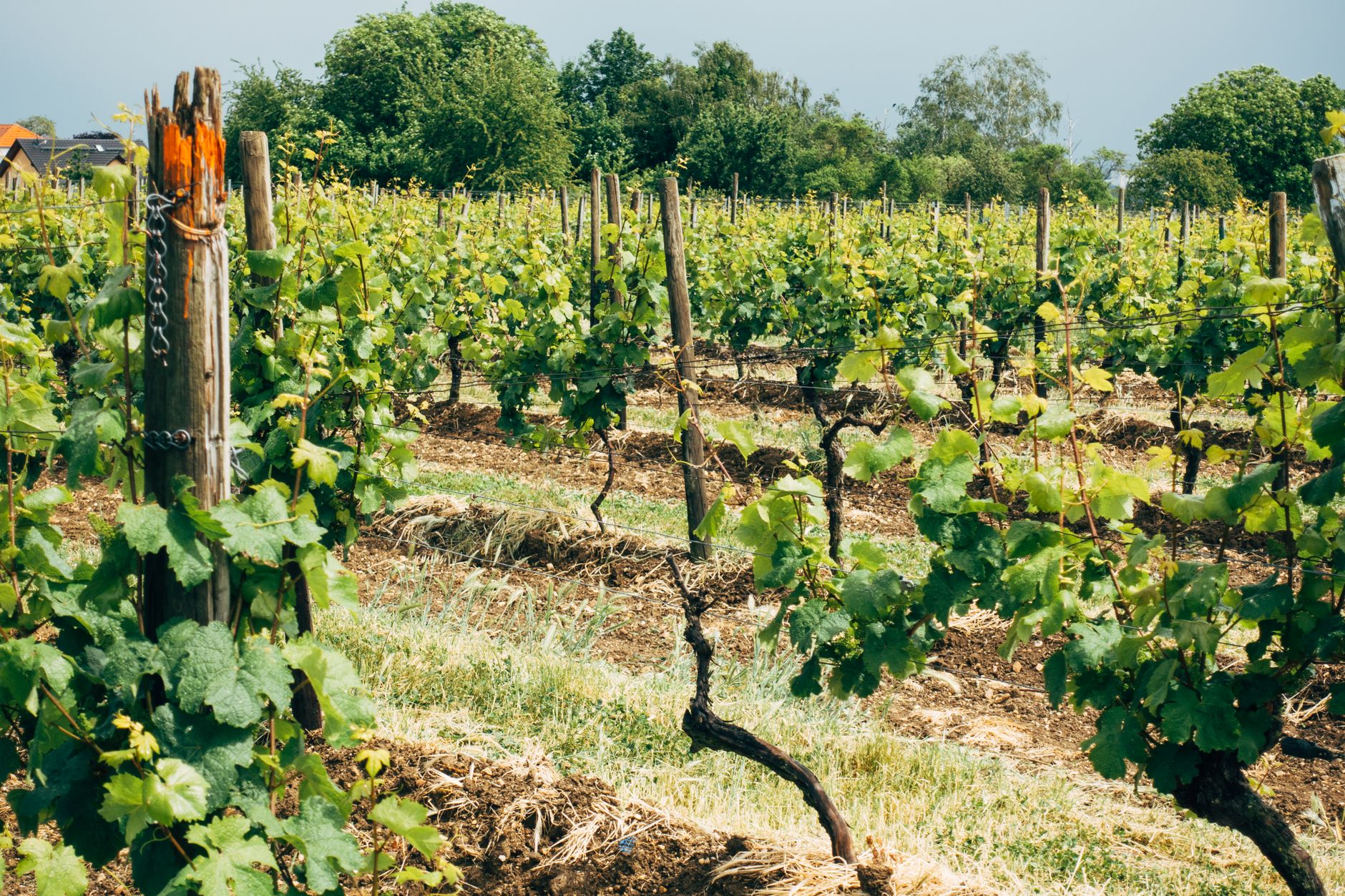 Lebendiger grüner Weinberg im Sommer, der Weinreben nahe Flörsheim am Main, Deutschland, zeigt.