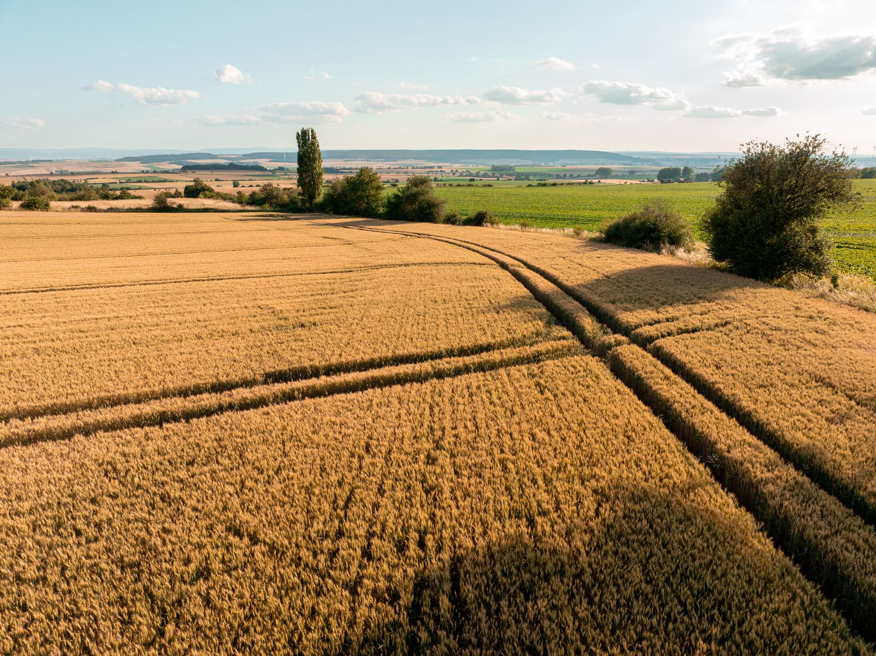 Luftaufnahme eines goldenen Weizenfeldes im Sommer, das das umfangreiche landwirtschaftliche Flachland des ländlichen Deutschlands zeigt.
